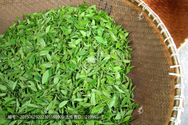 新鮮嫩茶