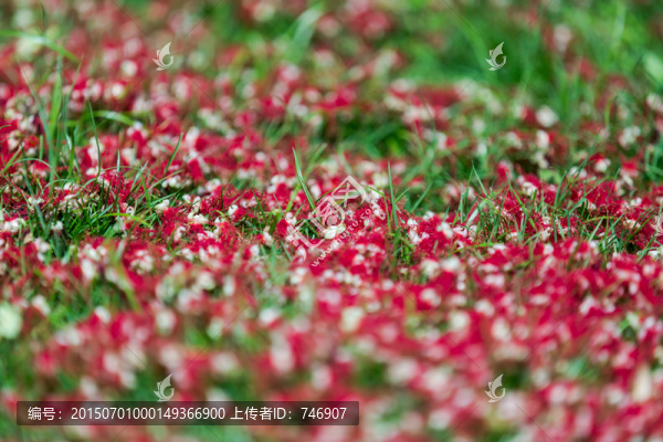 落花和草地
