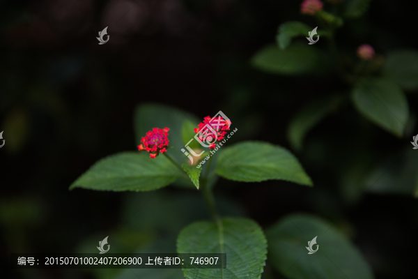 馬纓丹盛開