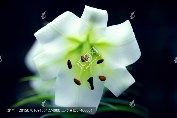 百合花特寫