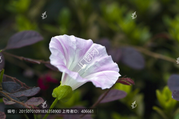 喇叭花