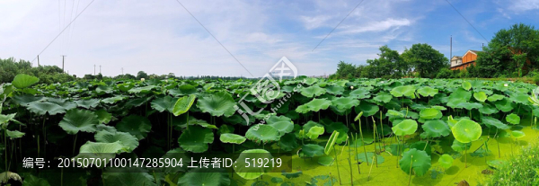荷花全景圖
