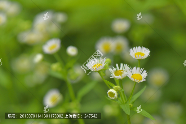 小野花
