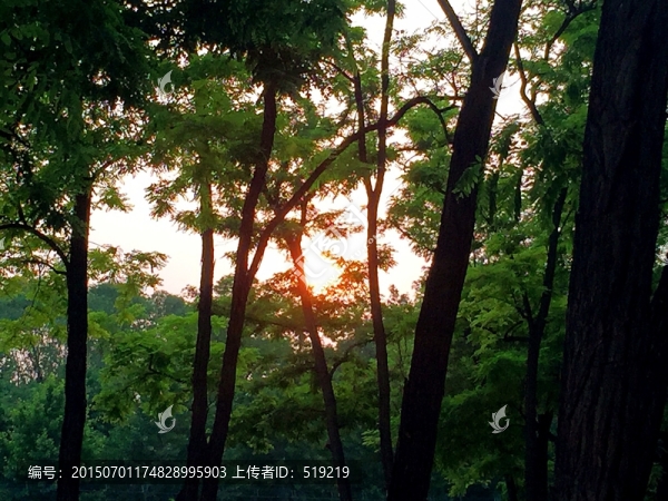 樹木