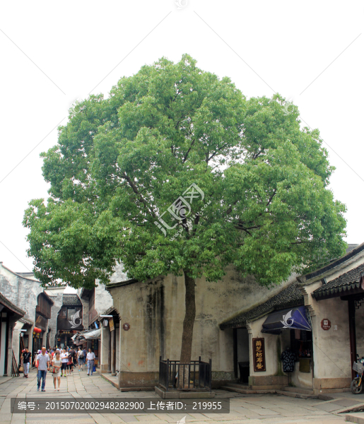 大樹(shù)