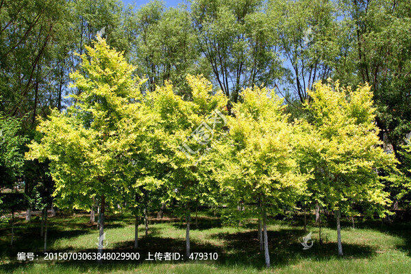 大慶,鐵人公園,草坪