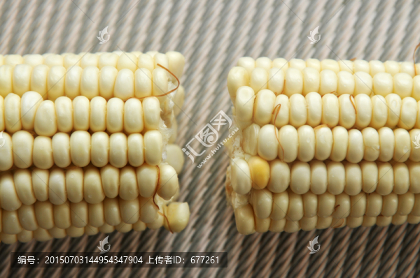 玉米