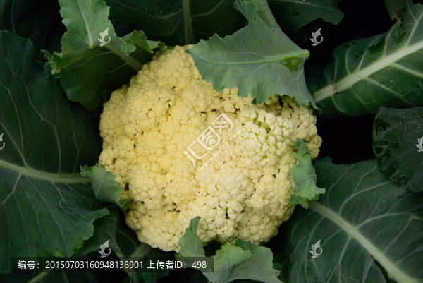 花菜種植