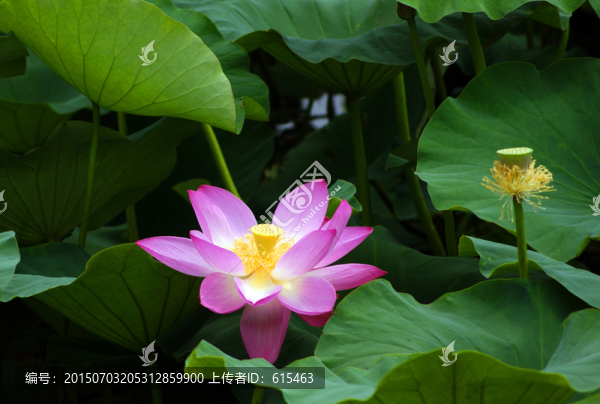 荷花