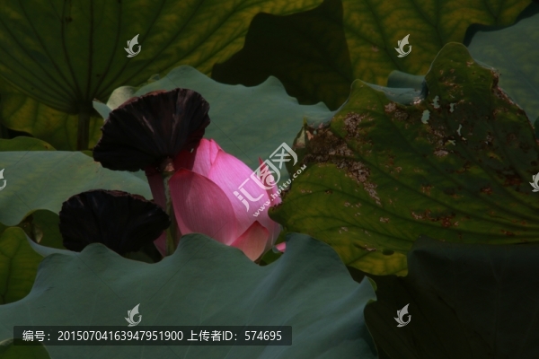 含苞欲放的荷花