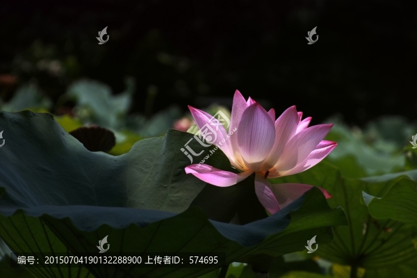 盛開的荷花