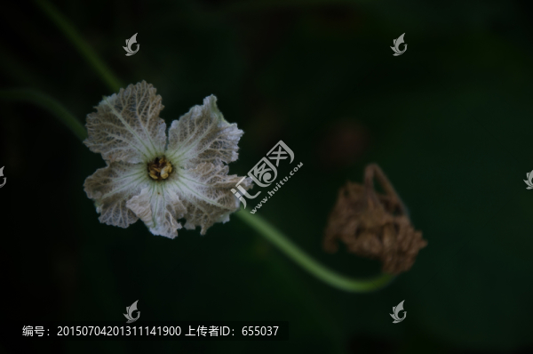 冬瓜花