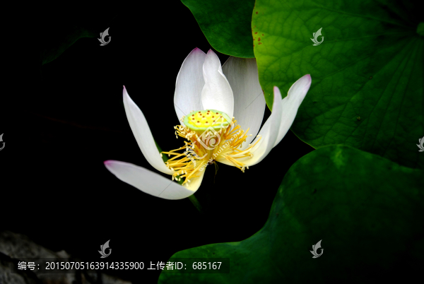 白荷花