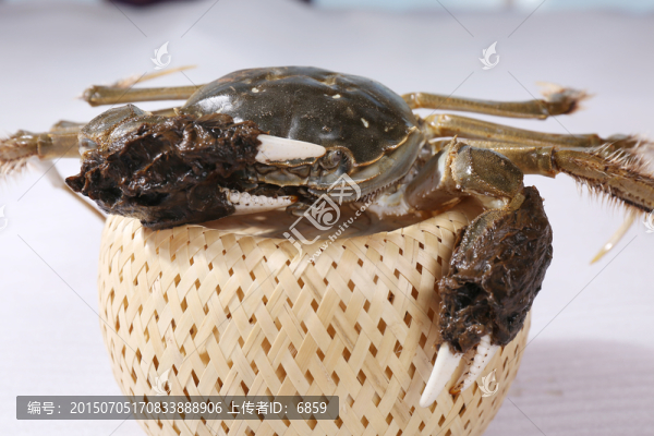陽(yáng)澄湖大閘蟹特寫(xiě)