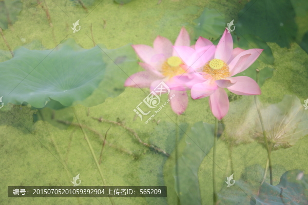 荷花荷葉,多重曝光