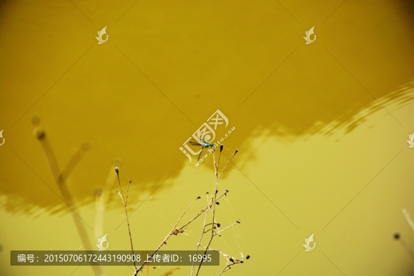 蜻蜓交配