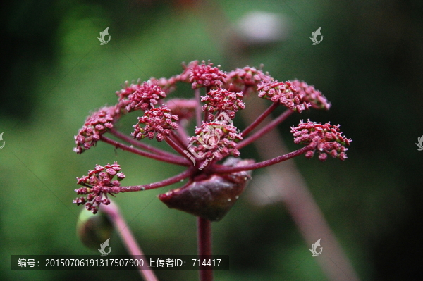 小花朵