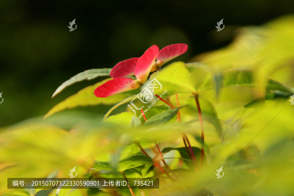 楓樹花