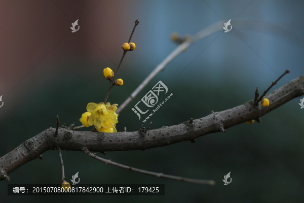蠟梅金梅蠟花唐梅香梅花卉