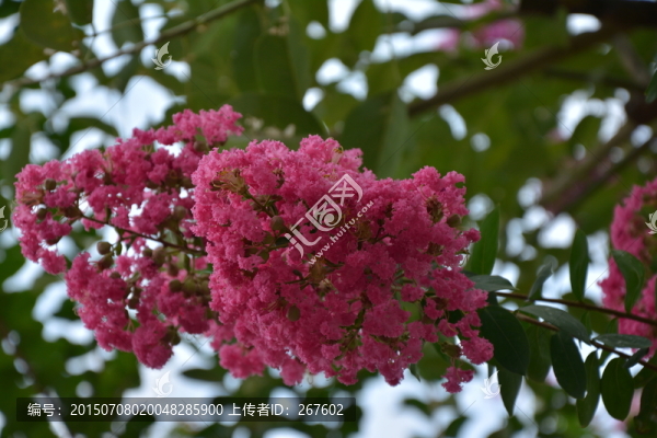 鮮花