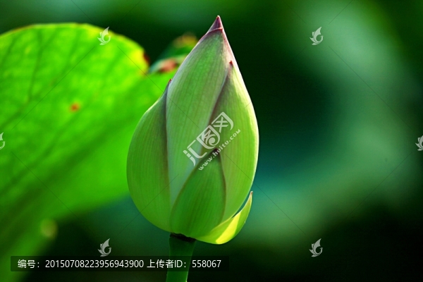 荷花攝影