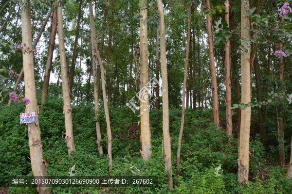 樹林