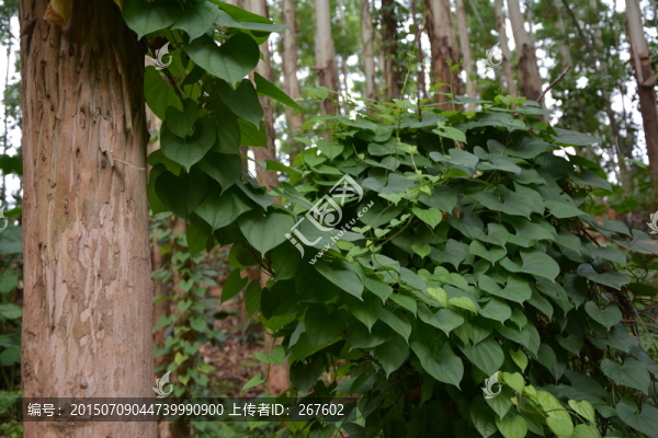 樹(shù)葉