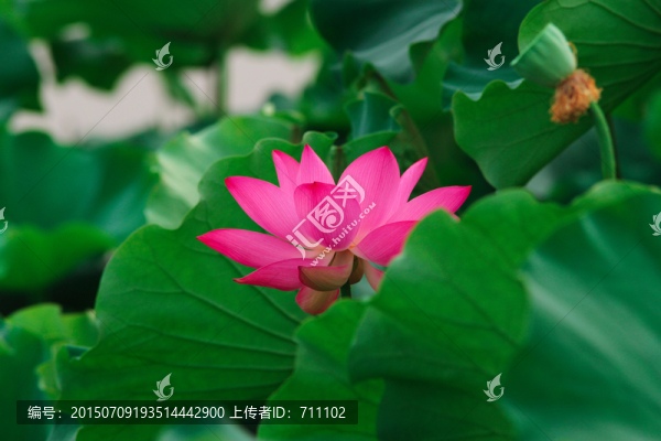 荷花