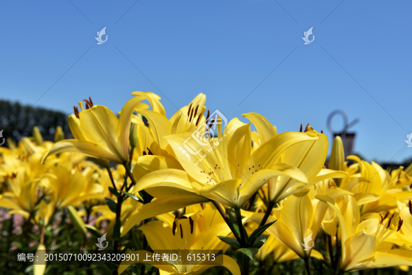 黃色百合花