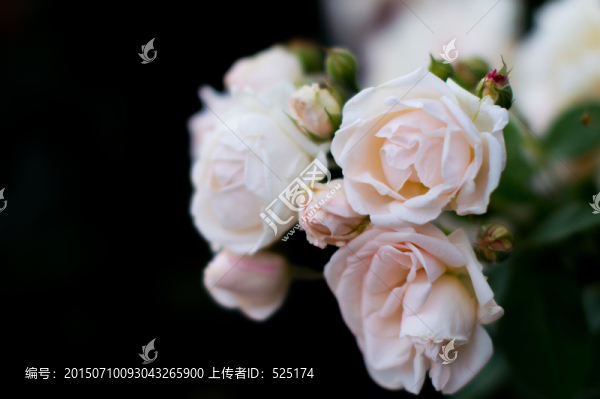 月季花