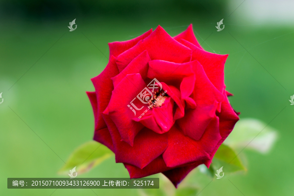月季花