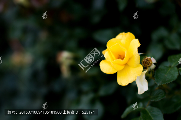 月季花