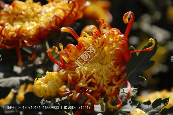 菊花