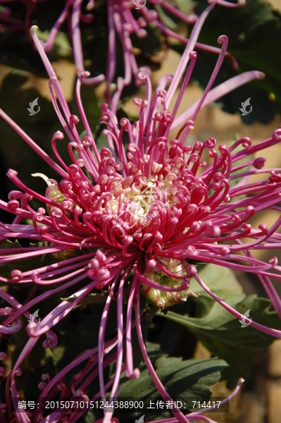菊花