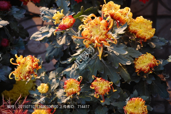 菊花