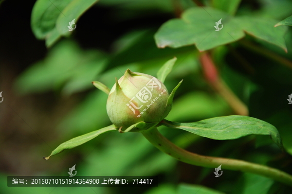 牡丹花