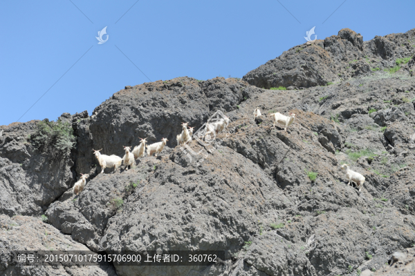 一群山羊,爬山