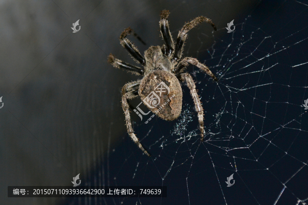 蜘蛛