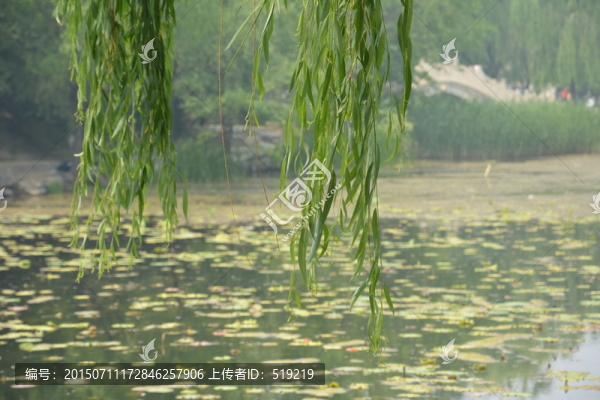 清華荷塘