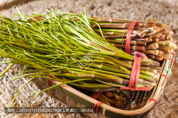 野芹菜