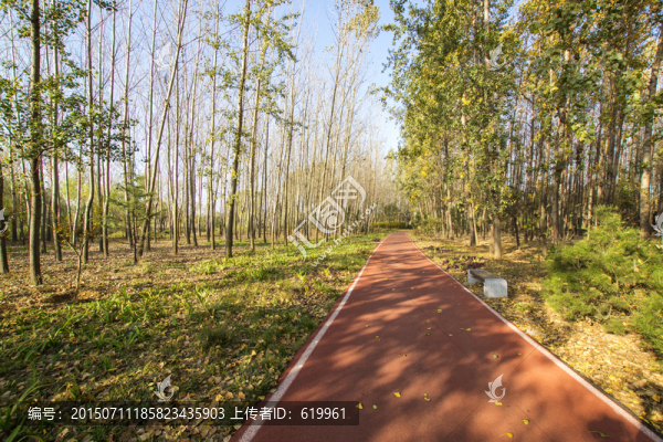 楊樹林,小路