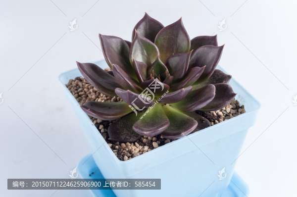 黑王子