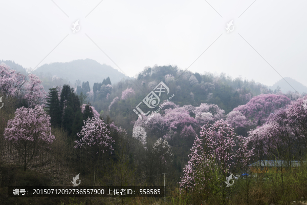 成片的辛夷花樹