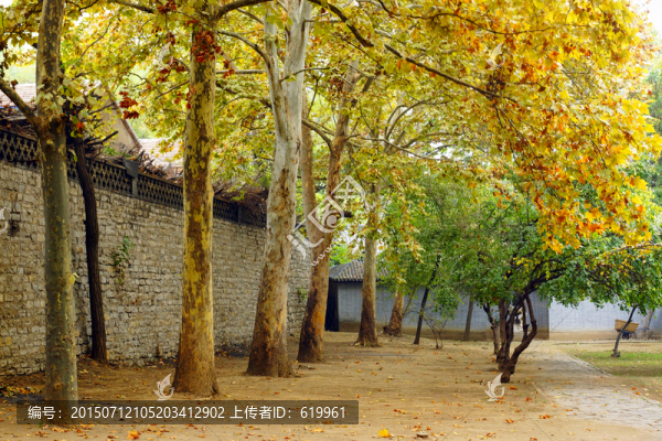 法桐樹林