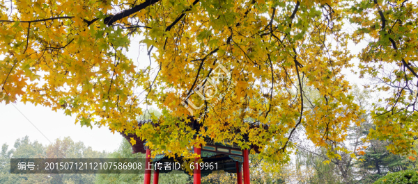 五角楓,秋,紅葉