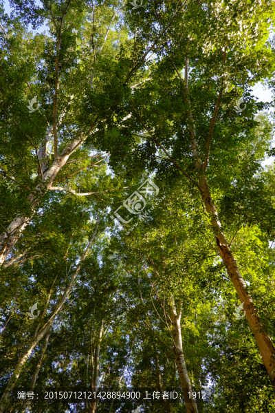 樹林