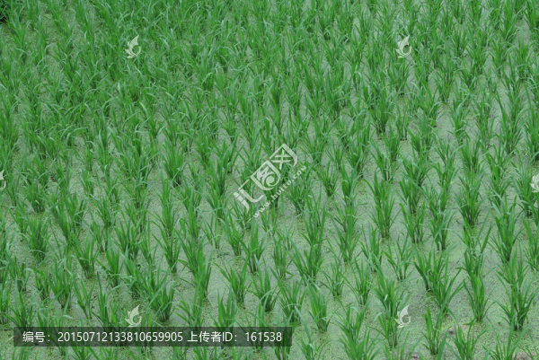 水稻秧苗
