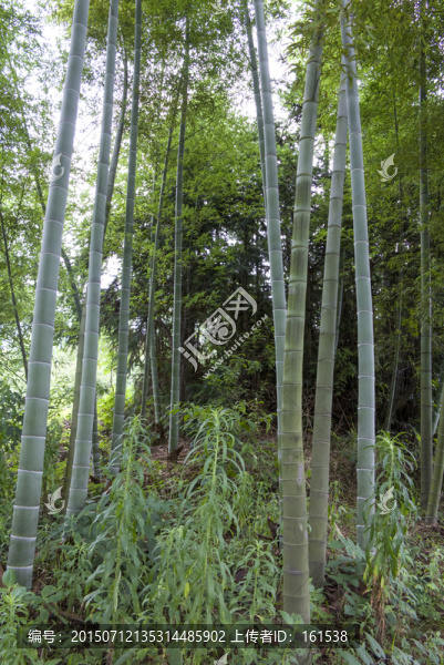 竹子,竹林