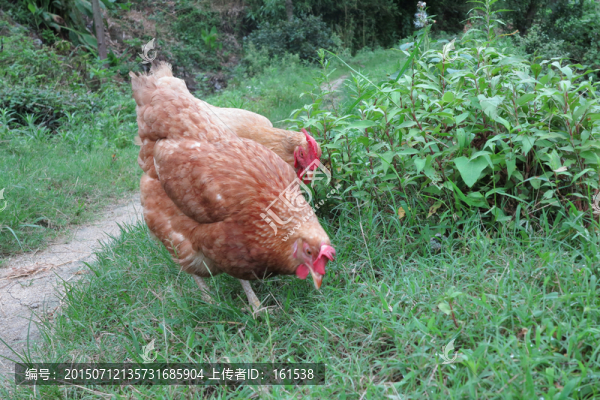 山里老母雞