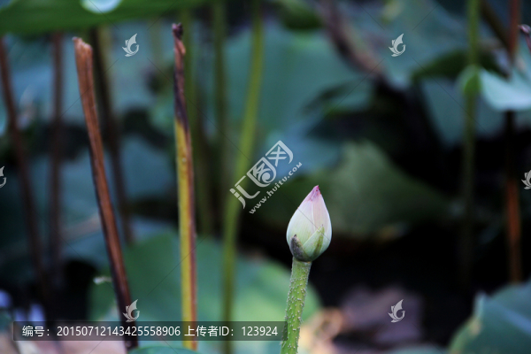 荷苞